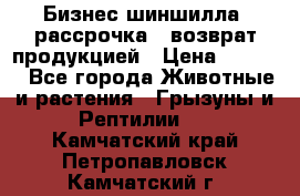 Бизнес шиншилла, рассрочка - возврат продукцией › Цена ­ 4 500 - Все города Животные и растения » Грызуны и Рептилии   . Камчатский край,Петропавловск-Камчатский г.